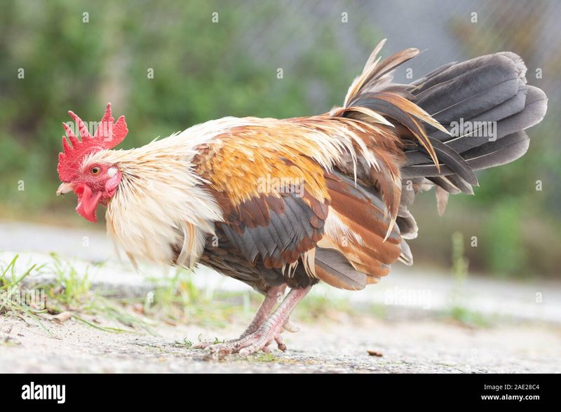 Chicken road online in Spain